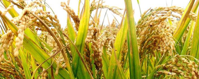 宜优嘉7水稻品种简介，注意及时防治病虫害