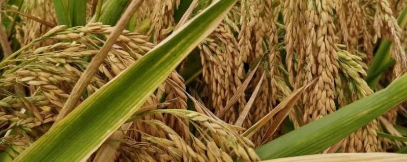 深优9775水稻种子简介，每亩有效穗16.3万