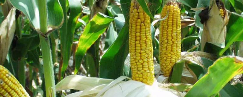 久龙13玉米种子介绍