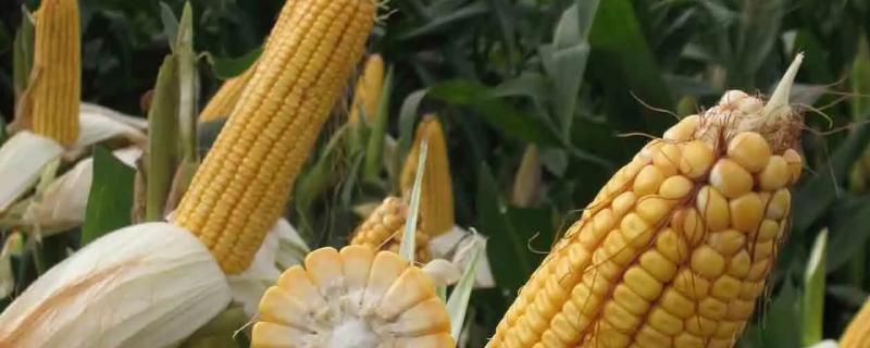 吉德359玉米种子特征特性，中抗茎腐病