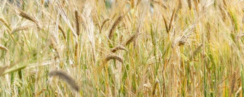 荣优华占水稻品种的特性，大田用种量每亩1.0公斤