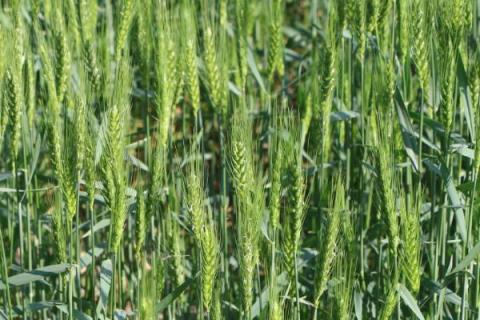 辽春25号小麦品种的特性，属强筋品种