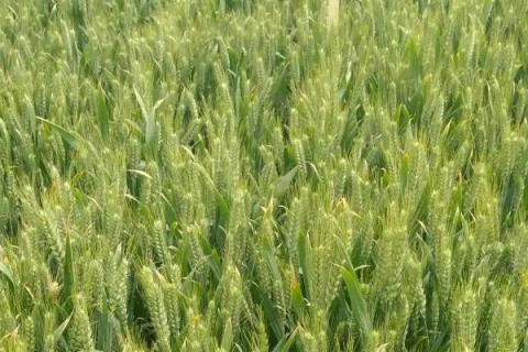 蜀麦51小麦种子特点，高抗条锈病
