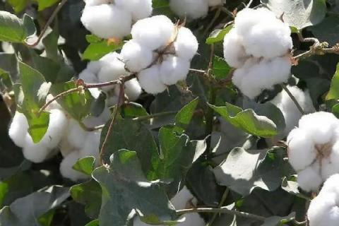 川杂棉31棉花种子特点，每亩累计施用缩节胺3～5克