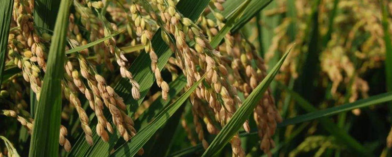 泰丰优208水稻种子特点