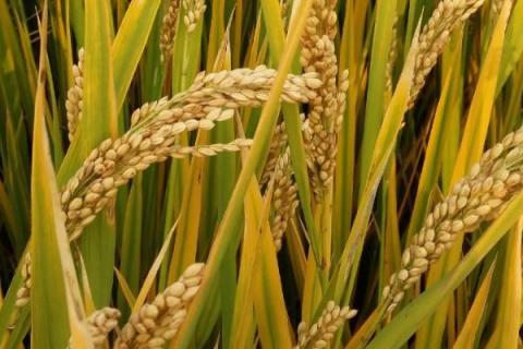 贺优328水稻品种的特性，全生育期118.2天