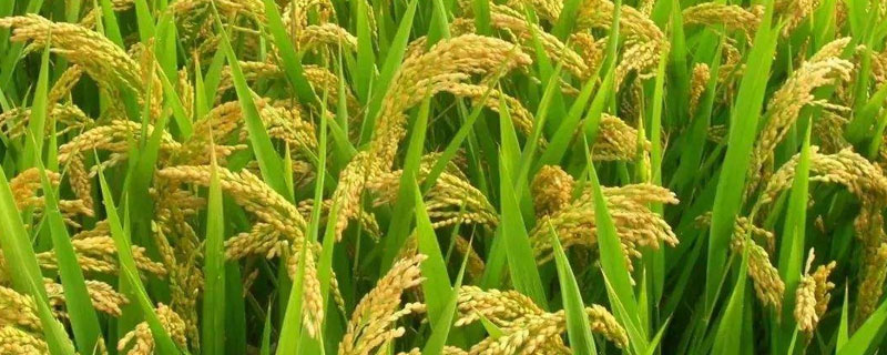 野香优703水稻种子简介，该品种属感光籼型三系杂交稻