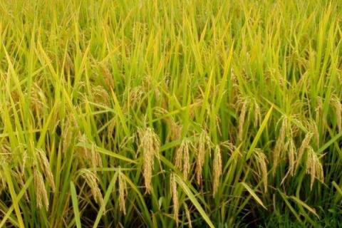 K优082水稻种子介绍，全生育期平均153天左右