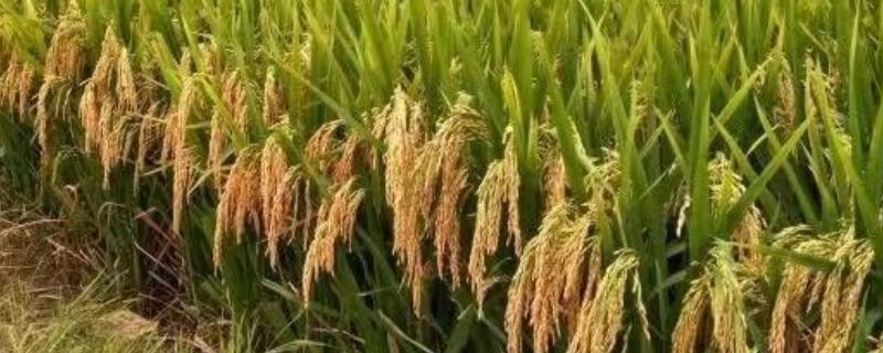 广两优931水稻种子简介，中抗稻瘟病