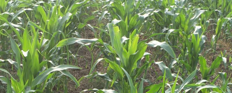 博斯糯6号玉米品种的特性，春植生育期82～89天