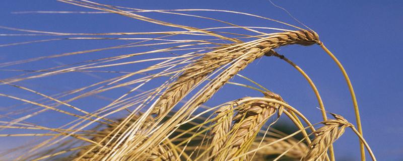 鄂麦580小麦种子特点，鄂北10月中下旬播种