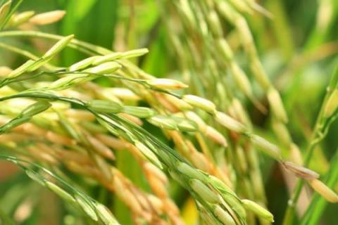富田2100水稻品种的特性，每亩有效穗数19.7万穗