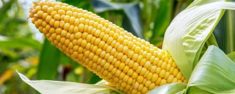 承单20号玉米种子特征特性