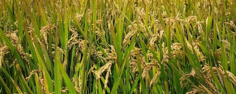 粤齐新占水稻种子特点，感温型常规稻品种
