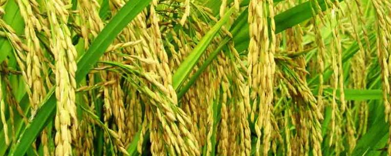 红香2A水稻品种的特性