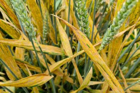 辽春25号小麦品种的特性，属强筋品种