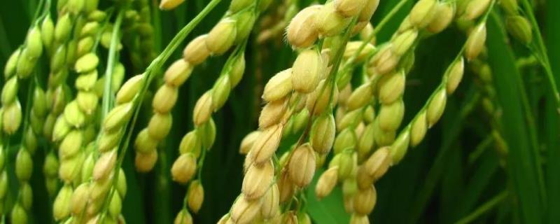Ⅱ优999水稻种子特征特性，中抗白叶枯病（病指43.0）