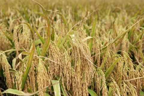 富田2100水稻品种的特性，每亩有效穗数19.7万穗