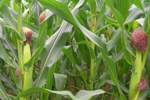 苏玉糯203玉米种子介绍，密度以每亩3500株为宜