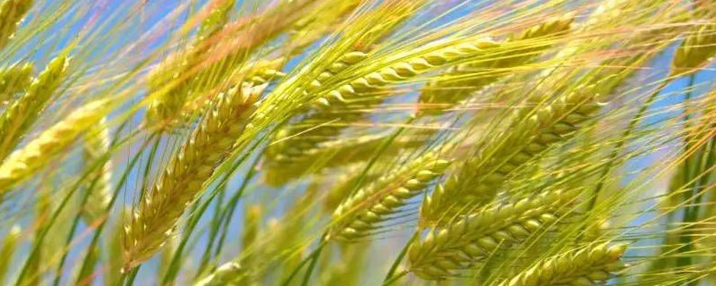 衡6632小麦种子特征特性，全生育期239天