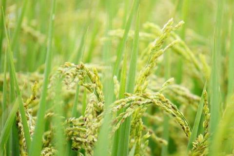 贺优328水稻品种的特性，全生育期118.2天