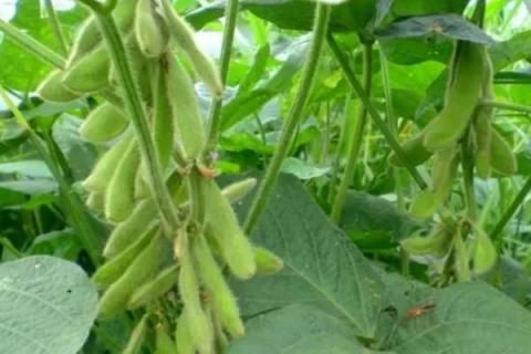 八月白大豆种子介绍，(1)适时播种