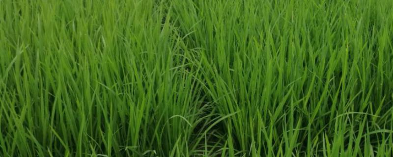 广两优272水稻品种的特性，全生育期139.8天