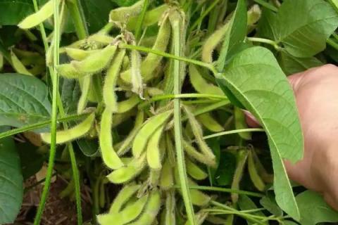 辽豆36大豆品种简介，在中等肥力以上土壤栽培