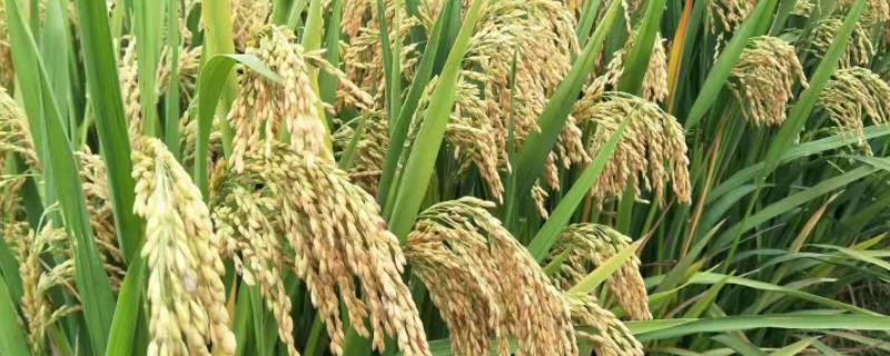 五优376水稻种子简介，注意防治稻瘟病和白叶枯病