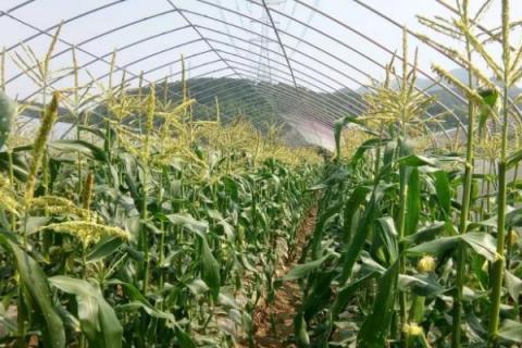 铁研669玉米种子特点，在中等以上肥力土壤上栽培