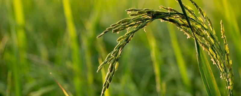株两优829水稻种子特征特性，抛栽密度每平方米28穴