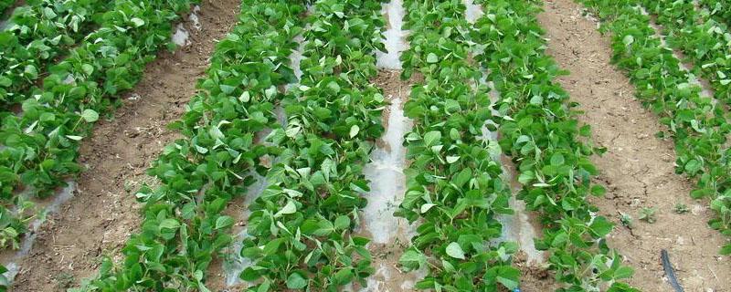 桂春豆104大豆品种简介，密度1.5万株/亩左右