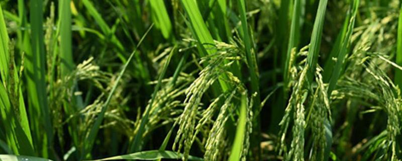 粤红宝水稻种子特点，中抗稻瘟病