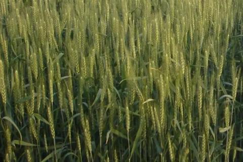 蜀麦51小麦种子特点，高抗条锈病