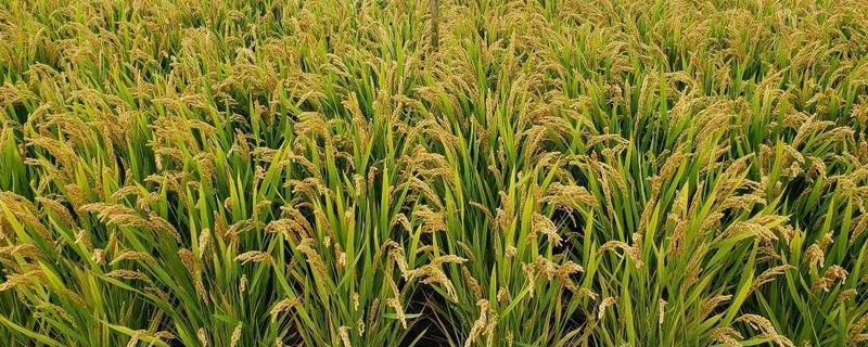 五优662水稻种子特点，6月20-25日播种