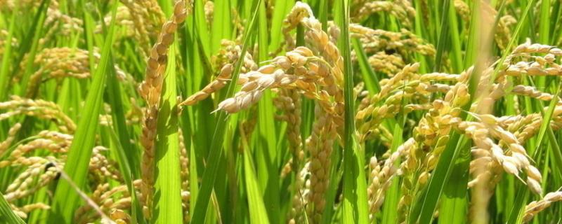 广盐1号水稻种子介绍，晚造平均全生育期115天
