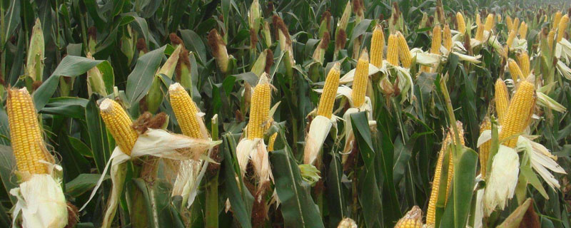 万禾188玉米品种的特性，防治虫害