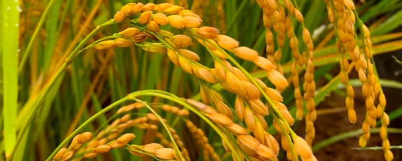 未两优6号水稻种子特征特性，全生育期140天左右