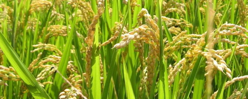 泸优069水稻种子特点，播种期安排在4月下旬为宜