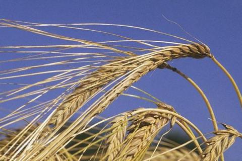 苏麦9号小麦种子特征特性，与对照品种（扬麦158）相当