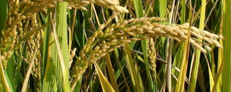 天粳2号水稻种子特征特性，全生育期132天左右