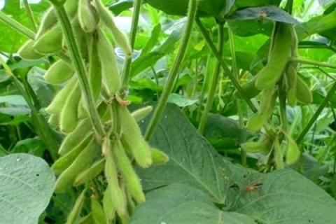 辽豆36大豆品种简介，在中等肥力以上土壤栽培