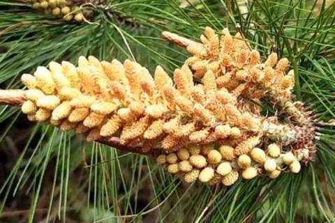 松花粉的来源，是马尾松、油松等松科植物干燥的花粉