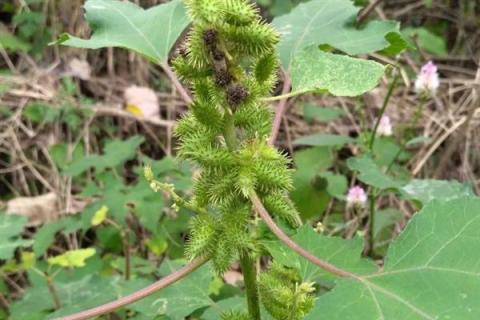 植物应对环境温度变化的方法，包括进化出针状叶、调整细胞内的水分比例等方式