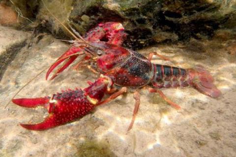 小龙虾的食物，野生个体吃底栖藻类、水生昆虫等食物