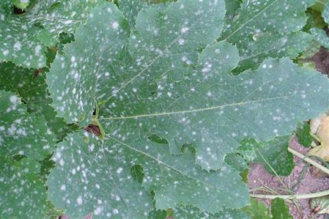 种植角瓜的时间和方法，一般以5月上旬、9月上旬为宜