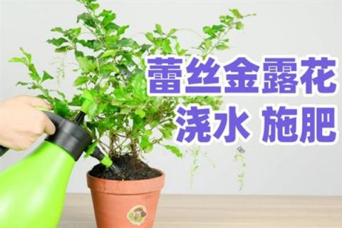 蕾丝金露花冬季耐寒温度，可以忍耐零下4℃的低温