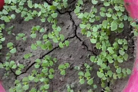 荆芥的种植管理方法，育苗间苗时可以结合松土一次