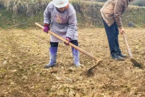 枫树苗的价格和繁殖方式，会受到品种、规格、树龄等条件的影响