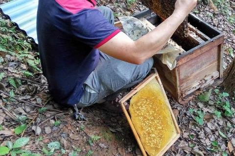 合并蜂群的方法，对蜂群喷洒蜂蜜水再并入箱中可混淆群味